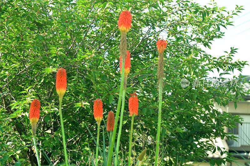 刺梨/火炬百合/三联花